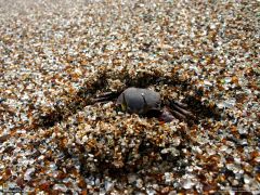 Tapeta National Geographic 543.jpg